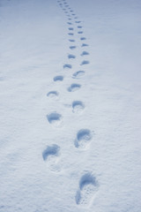 Footsteps in the winter snow