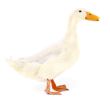 Duck on white.