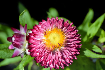 Helichrysum flowers on black background, selective focus.
