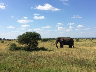 Elefant in der Ferne