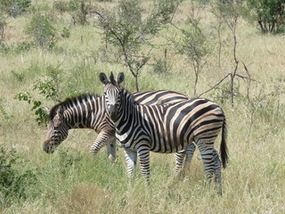 Fototapeta na wymiar Aufmerksames Zebra