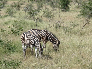 Fototapeta na wymiar Zebrapaar grast