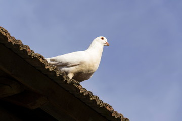 White dove sits on old roofing tiles