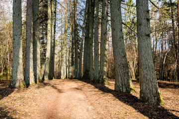Fototapeta premium gravel road with valley of old big trees