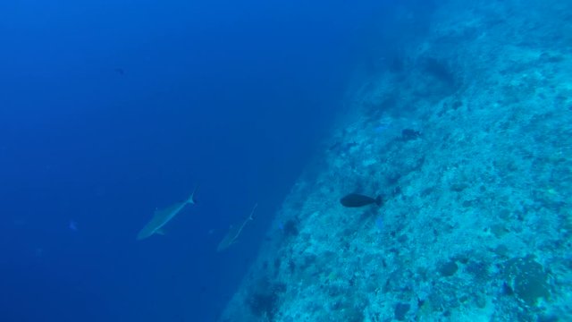 Two gray reef shark (Carcharhinus amblyrhynchos) float in the depths next to the reef, Indian Ocean, Maldives
