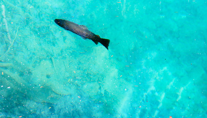 Forelle schwimmt im Wasser 