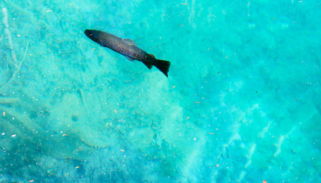 Forelle schwimmt im Wasser 