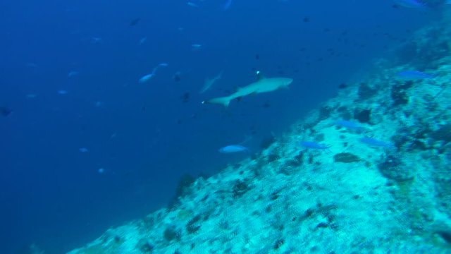 whitetip reef shark (Triaenodon obesus) In blue water, Indian Ocean, Maldives
