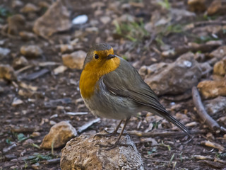 Erithacus rubecula