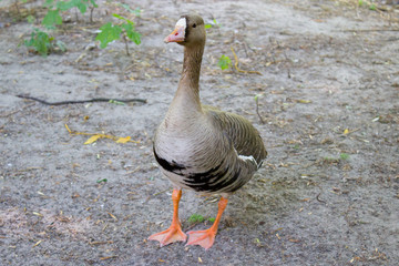 Fototapeta premium Goose