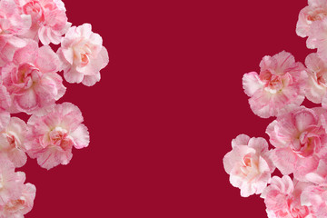 Greeting Card. Decoration with pink Carnations on a dark red background. Mother's Day. Flower invitation.
