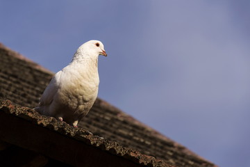 White dove sits on old roofing tiles