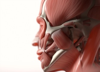 Human anatomy body. Muscular and skeletal system. Professional lighting. 3d illustration.
