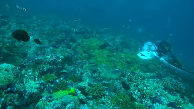 Giant oceanic manta ray (Manta birostris) swim in the blue water, Indian Ocean, Maldives
