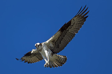 Beautiful osprey soaring in the sky.