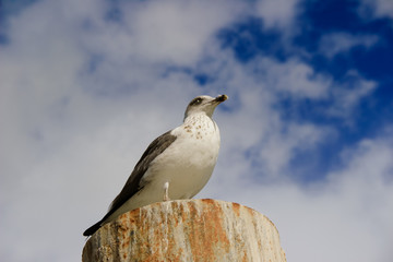 Obraz premium Seagull in a pier