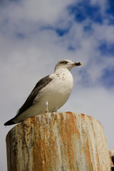 Seagull in a pier