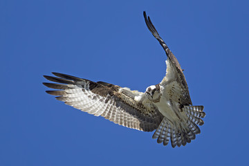 The beautiful wings of an osprey.