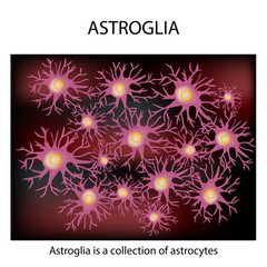 Astroglia structure. Astrocyte. Nerve cell. Infographics. Vector illustration on isolated background.