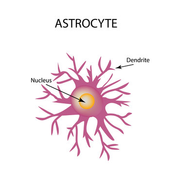 Astrocyte structure. Nerve cell. Infographics. Vector illustration on isolated background.