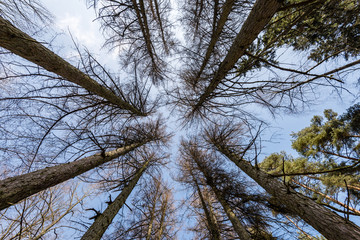 gravel road with valley of old big trees