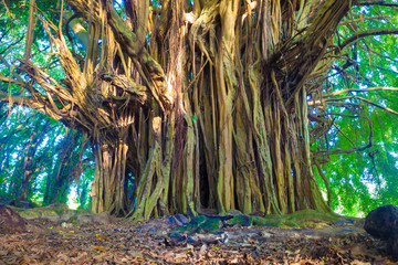Giant banyan tree