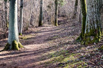 Obraz premium Old forest with moss covered trees and rays of sun