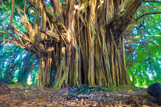 Giant Banyan Tree