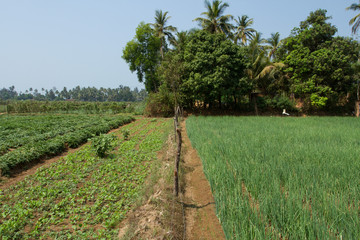 Naklejka premium Modern vegetable gardens in India.