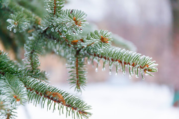Pine branch covered ice and snow after a icy rain.