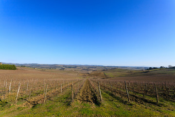 Fototapeta na wymiar Rows of vineyards from Tuscany hills