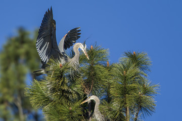 Heron lands in tree with stick.