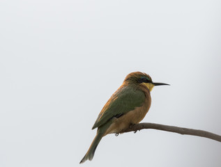 Little Bee-eater