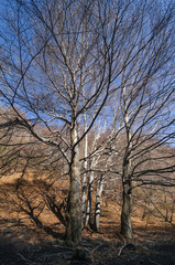 Etna, bosco di faggi