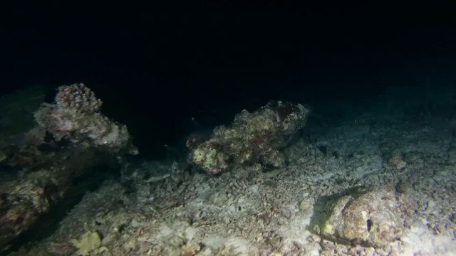 Bigeye trevally (Caranx sexfasciatus) and Whitetip reef shark (Triaenodon obesus) hunt at night, Indian Ocean, Maldives
