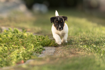 Jack Russell puppy 5,5 weeks old 