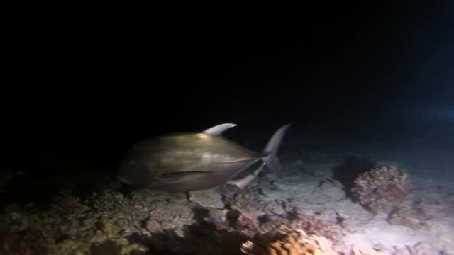 Bigeye trevally (Caranx sexfasciatus) and Whitetip reef shark (Triaenodon obesus) hunt at night, Indian Ocean, Maldives
