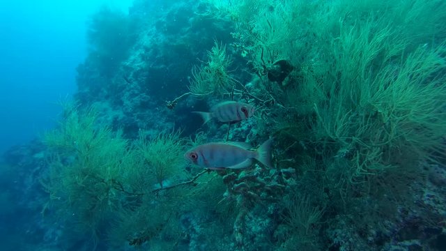 Two Common Bigeye (Priacanthus hamrur) stand next to the beautiful soft coral, Indian Ocean, Maldives
