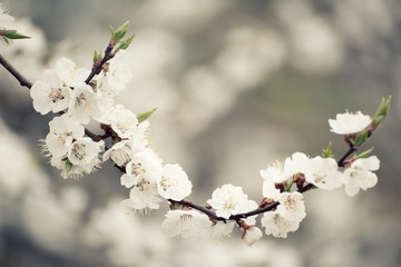 Blossoming of the apricot tree in spring time with white beautiful flowers. Macro image with copy space. Natural seasonal background.
