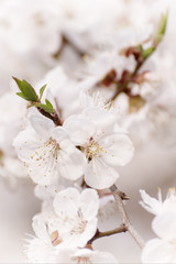 Blossoming of the apricot tree in spring time with white beautiful flowers. Macro image with copy space. Natural seasonal background.