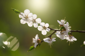 Blossoming of the apricot tree in spring time with white beautiful flowers. Macro image with copy space. Natural seasonal background.