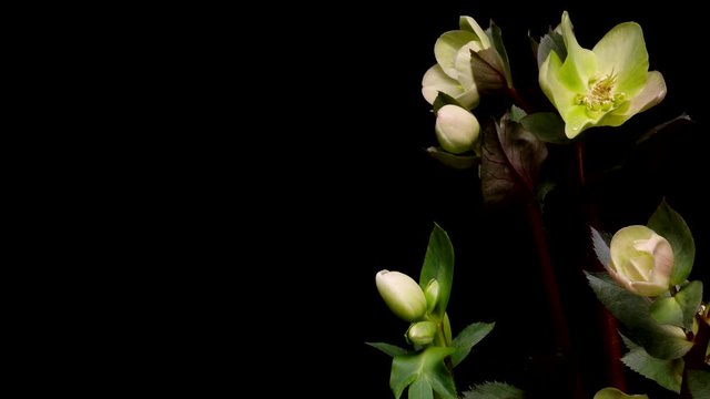 Time-lapse of hellebore(Helleborus sp.) flowers blooming. Studio shot over black.