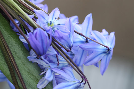 Fototapeta Scilla on the background leaves