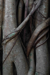 Close up of banyan tree root in tropical forest, wooden letter N