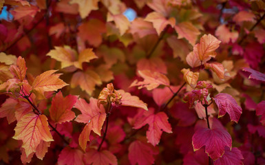 Red leaves.