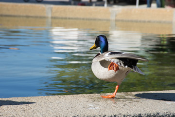 Wild duck in the center of Madrid, Spain
