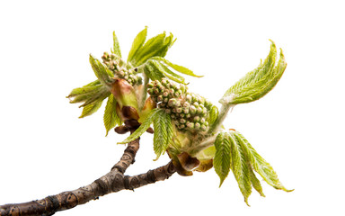Obraz premium Branch of chestnut isolated
