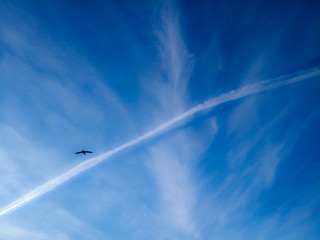 Bird and Cumulus clouds on blue sky background