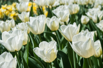champ de tulipes blanche en gros plan