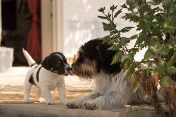 Jack Russell Terrier with puppy - 5,5 weeks old